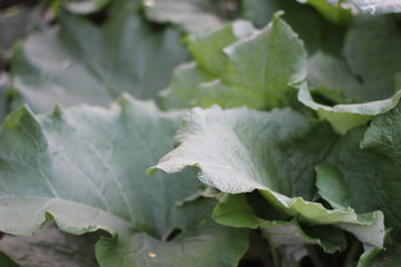 burdock bushes outdoors photography