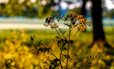 sunrise in the park