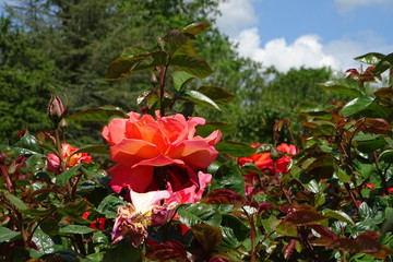 Obraz premium Roses in the gardens of Blenheim Palace, Woodstock, Oxfordshire, England, UK