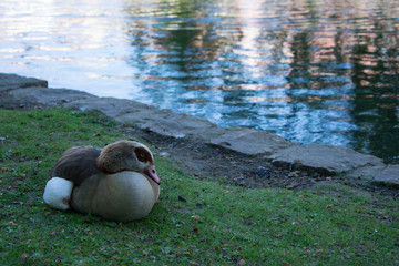 Curled up Egyptian goose sitting next to lake