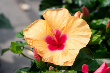 Yellow red hibiscus flower in full bloom