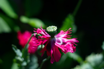 Closeup of poppy flower on dark green background