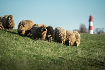 Schafe auf einer Weide vor weitem blauem Himmel und Leuchtturm