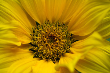 Extreme closeup of bright yellow sunflower