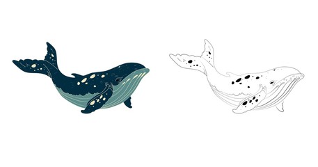 Blue whale isolated on white background. Linear hand drawing coloring silouette . Vector illustration © ZombieRat