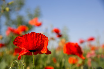 poppy field rustic flower wild blossom bloom grass cornflower meadow nature