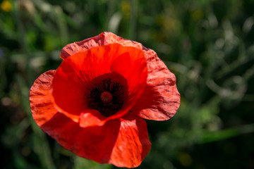 poppy field rustic flower wild blossom bloom grass cornflower meadow nature