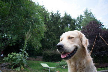 Smiling golden retriever in garden
