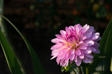 Pink flower with multiple petals at sunset