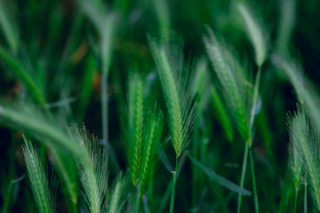 Natural blurred background with green triticale plants.