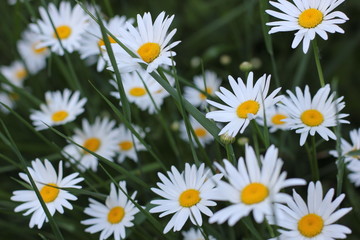 white daisies in the grass, photography