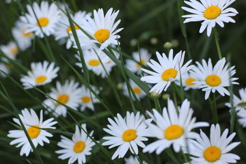 Fototapeta premium white daisies in the grass, photography