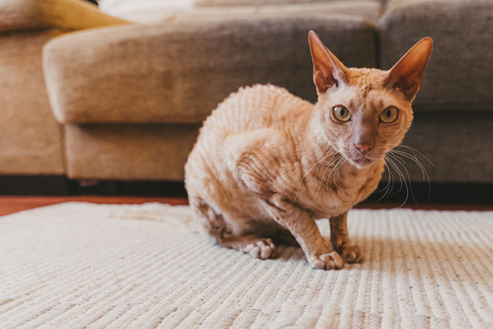 Sitting Gold eyed Peterbald cat . Purebred cat looking at the camera...