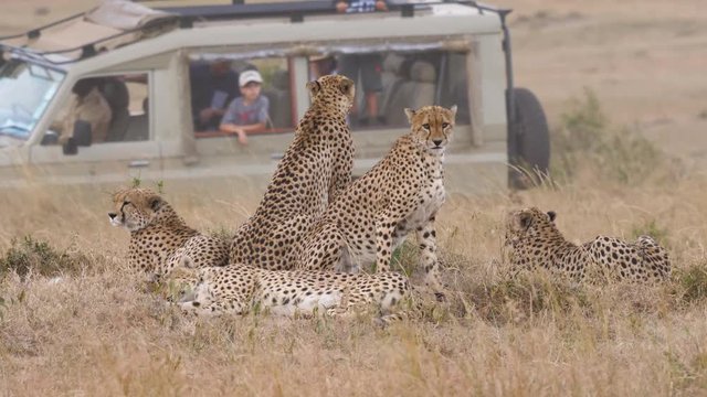 Static shot of a pack of Cheetahs, sitting and looking at a 4x4 car full of people, driving by, in the savannas of Masai Park, in Kenya, Africa