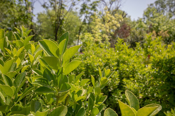 A close shot of Sakaki (Cleyera japonica). Sky and sun