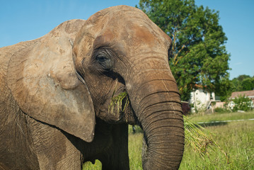 Fototapeta na wymiar Petit en-cas d'éléphant