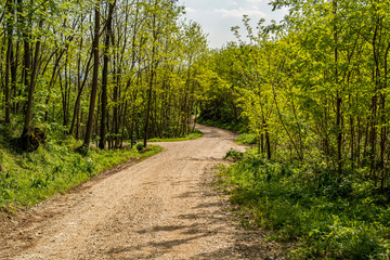 Fototapeta na wymiar Dirt path in the woods on the hills of Montello, Treviso - Italy