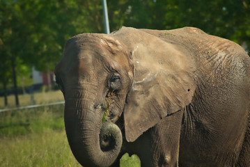 Éléphant et sa trompe enroulé