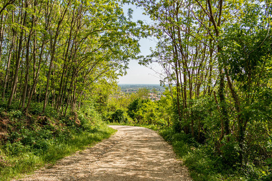 Dirt path in the woods on the hills of Montello, Treviso - Italy