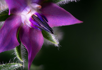 Macro closeup of purple Borage flower