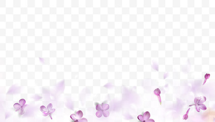 spring background with purple blurred flower petals