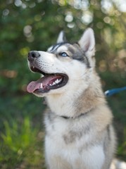 Beautiful husky portrait in summer day