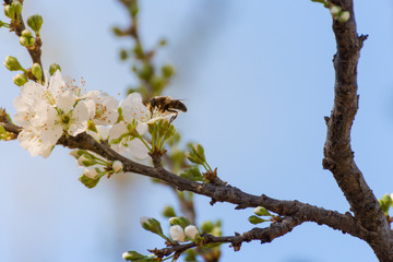 Close-up of branch with plum blossoms and a bee prostrate on a flower over clear blue sky. Spring background. Spring time and good weather.