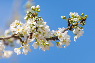 Close-up of branch with plum blossoms and a bee prostrate on a flower over clear blue sky. Spring background. Spring time.