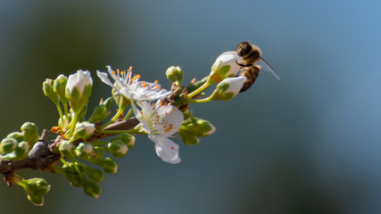 closeup of bee collecting pollen on white plum flowers. spring background Spring time.