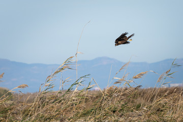 portrait of an eagle descending rapidly to hunt among the rice fields of the Albufera National...