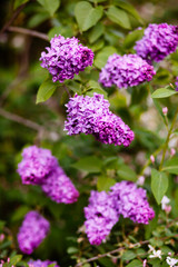 Purple lilac blossoms blooming in springtime