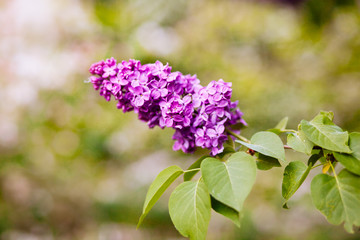 Purple lilac blossoms blooming in springtime