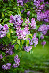 Purple lilac blossoms blooming in springtime