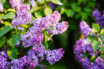 Obraz premium Purple lilac blossoms blooming in springtime