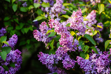 Purple lilac blossoms blooming in springtime