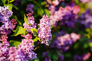 Purple lilac blossoms blooming in springtime