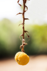 FRUIT ALONE IN A TREE