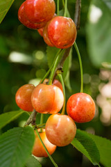 Cherries hanging from a cherry tree branch.