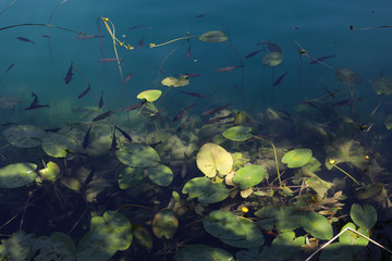 Close view to the mountain lake full of fish and water lilies. Colored with green tone