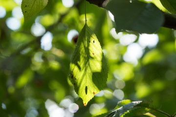 Cherry tree leaves wih ladybug nymph shadow. Beneficial insect that graze on aphids.