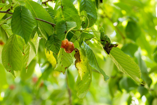 Cherry tree disease. Coryneum Blight, these very common foliar diseases are collectively called shot hole.