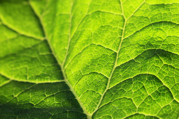 macro texture of green leaf with veins