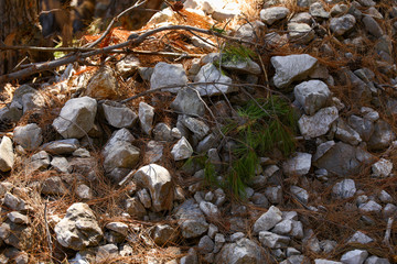 Rocky path between trees in Croatia