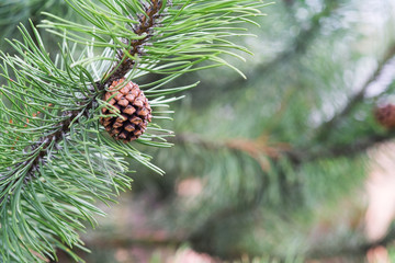 Photo of fir tree, cones in spring