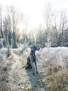 Dog on a trail in morning frost