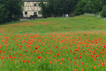 Mohnblumen und Mohnfelder - Stockfoto