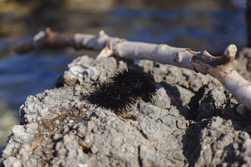 Black sea urchins and a wooden stick on the rocky bay of Adriatic sea in Croatia