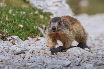 Naklejka na ściany i meble Alpine marmot (Marmota marmota) on rock