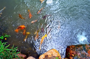 intensively flowing water of the stream with golden carp floating in it