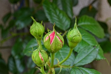 Bud wild, not yet blossomed, rose flower closeup